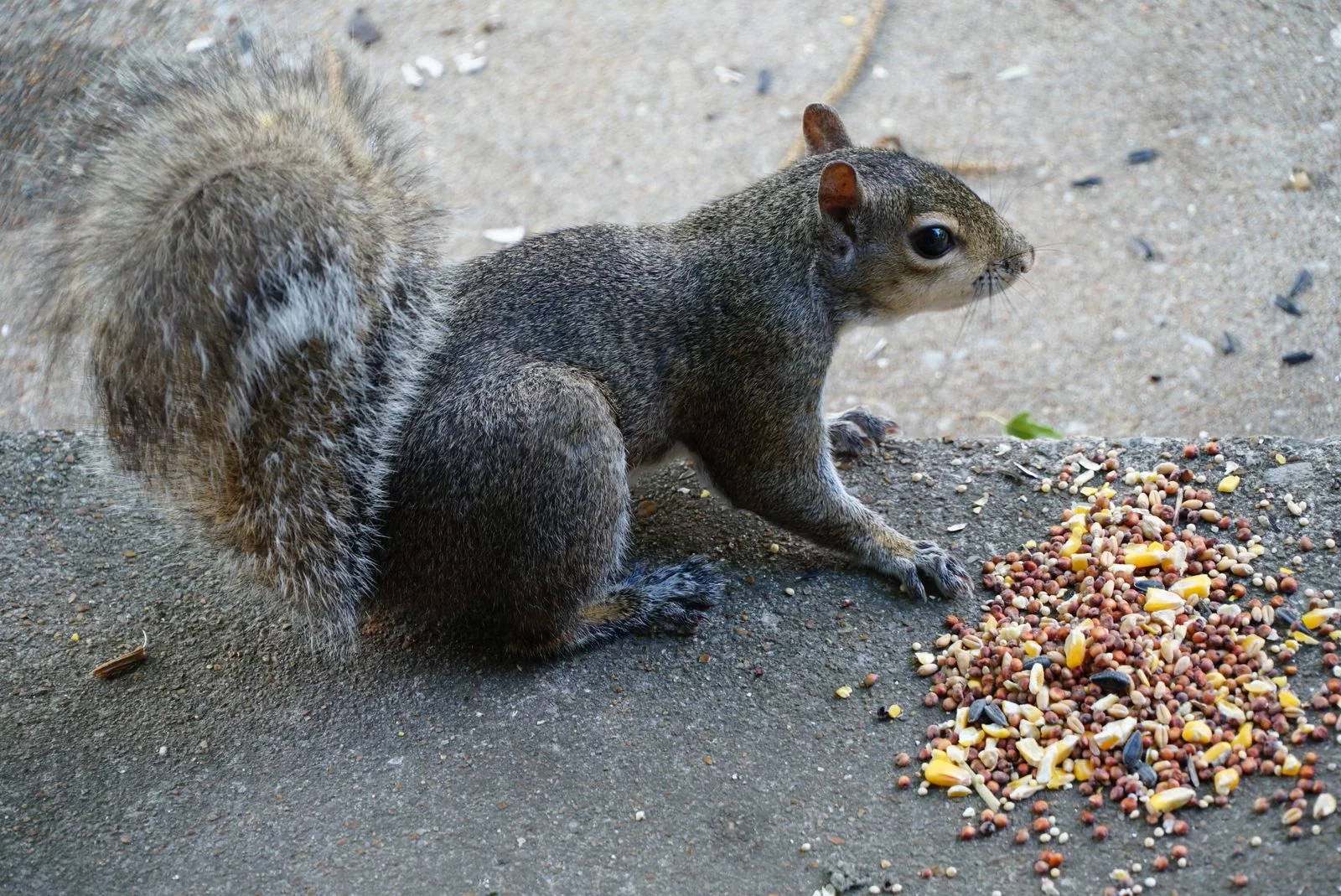 squirrel eating bird seed