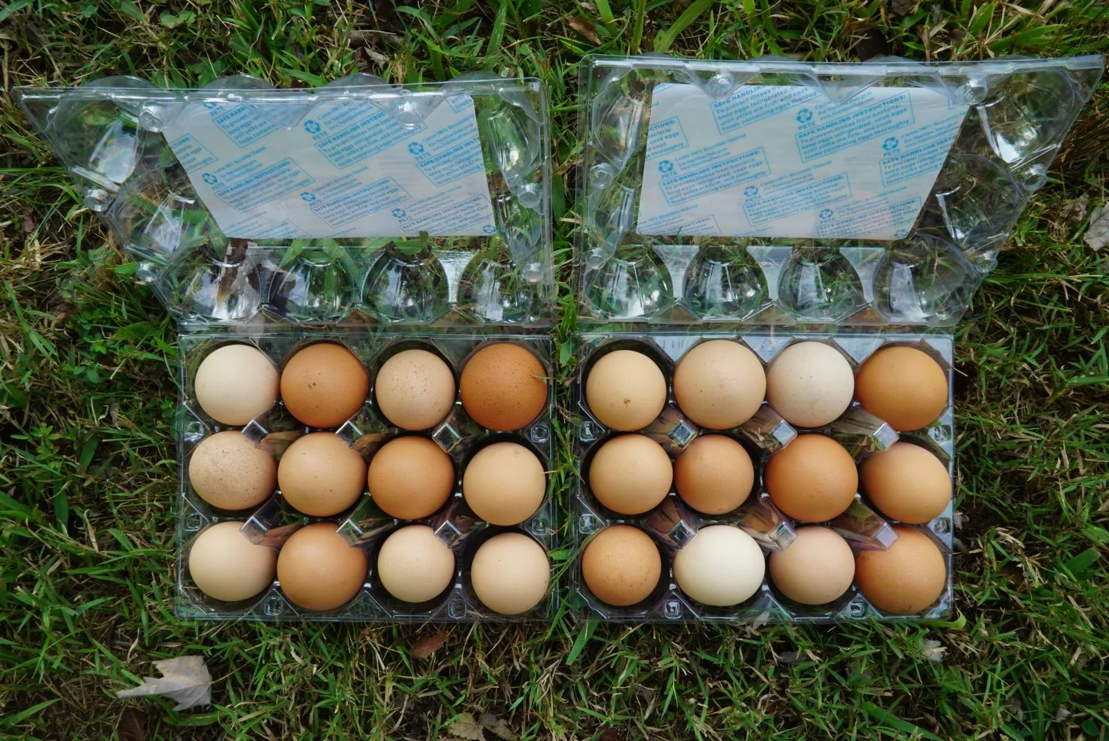 cartons of brown eggs