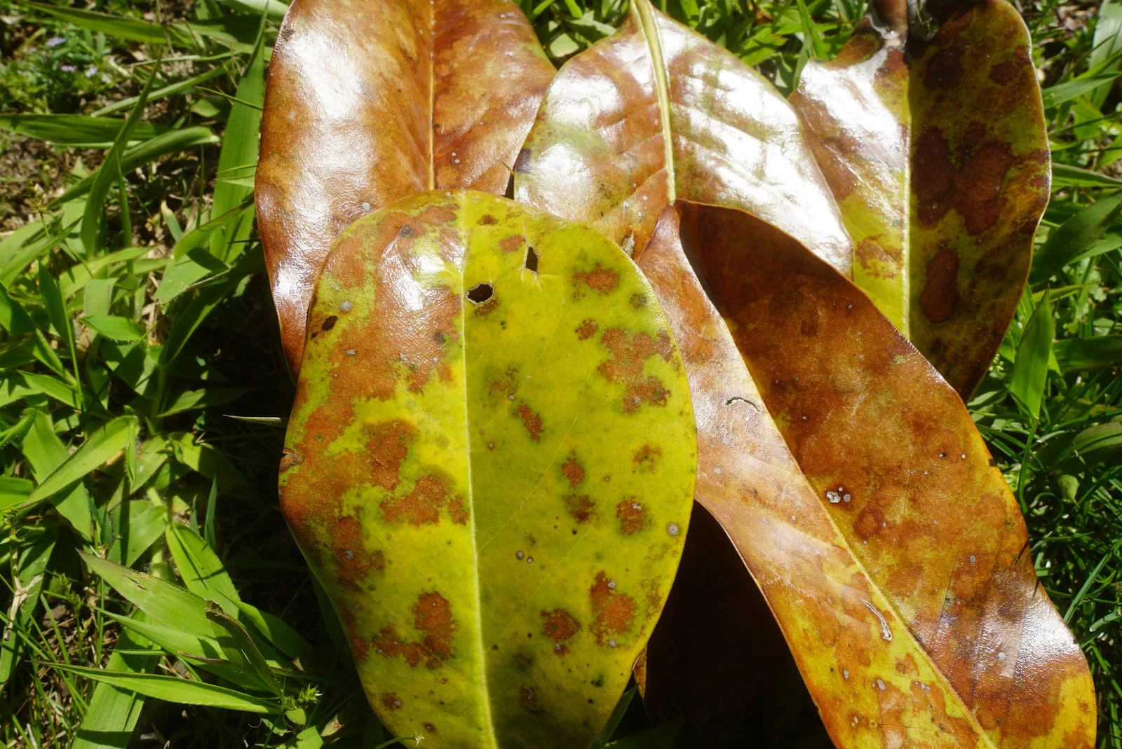 close up spotted leaves
