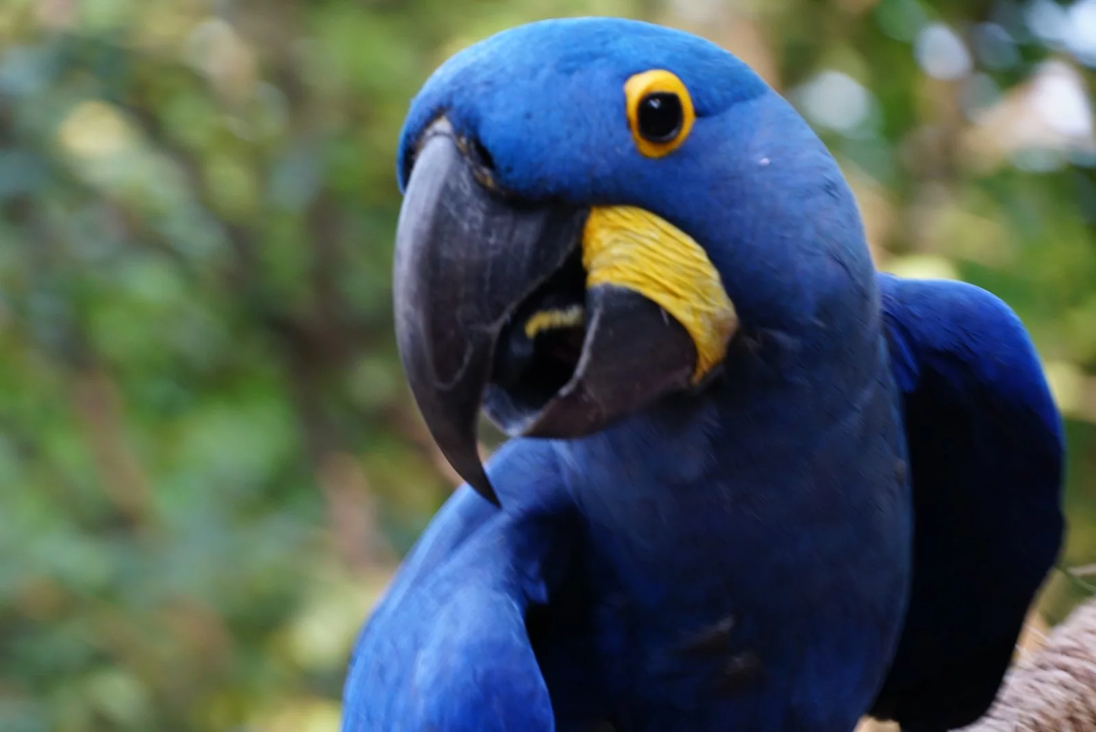blue macaw closeup