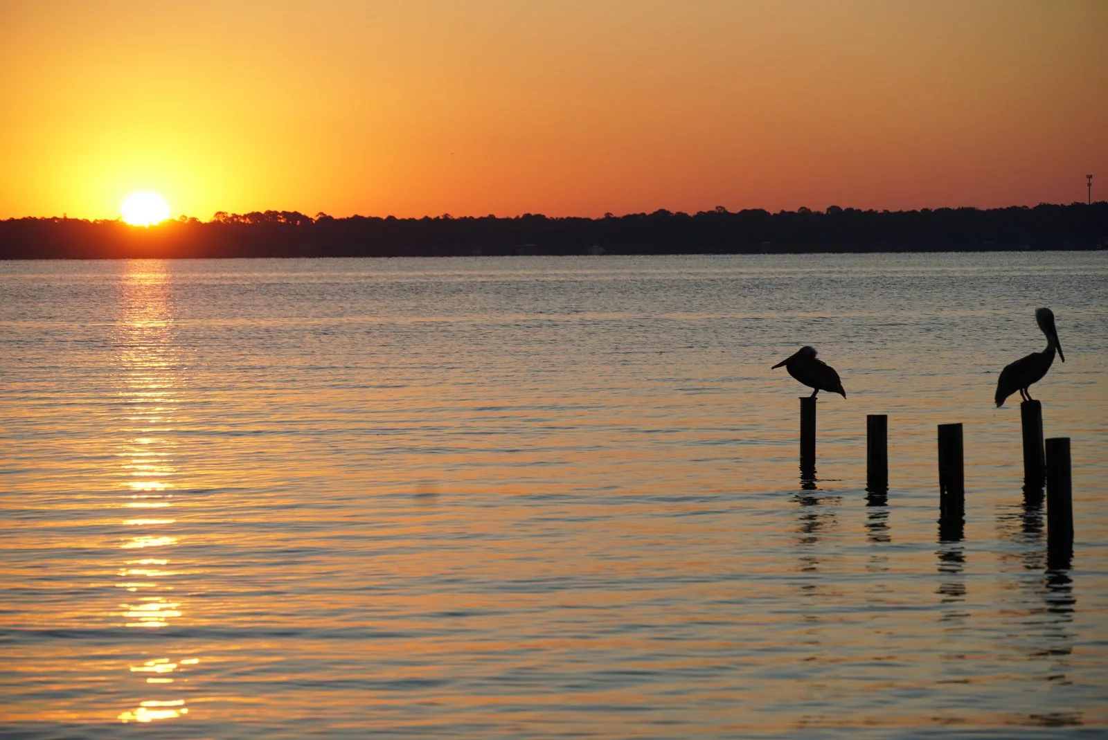 sunset over bay with birds