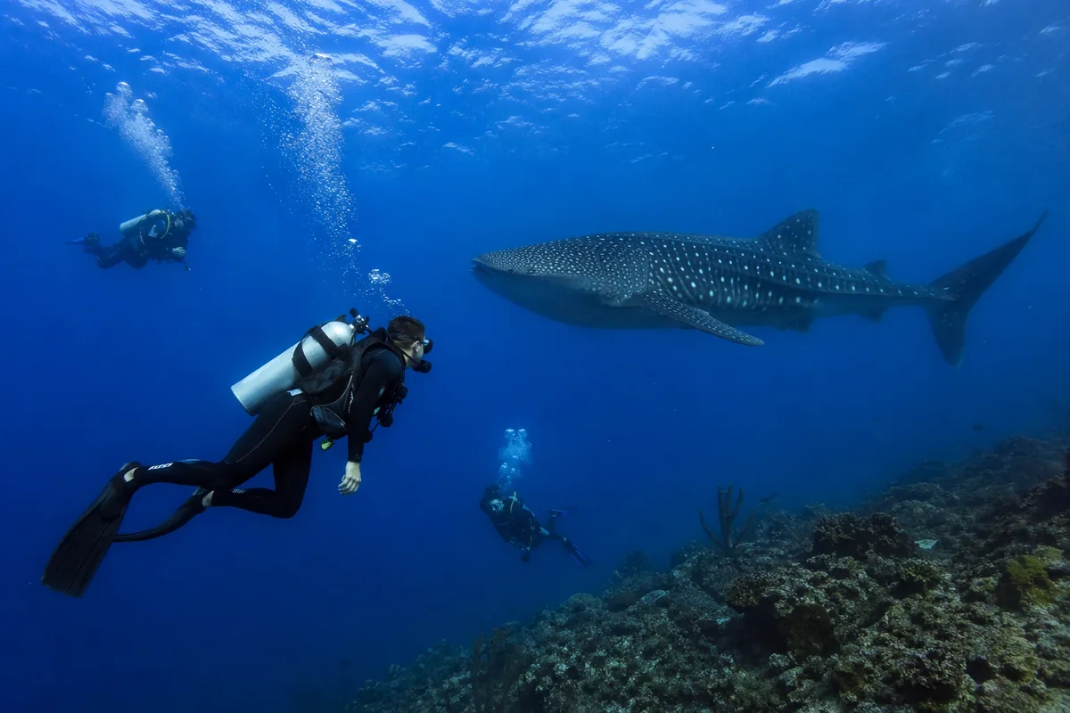 Whale Shark Dive Tour